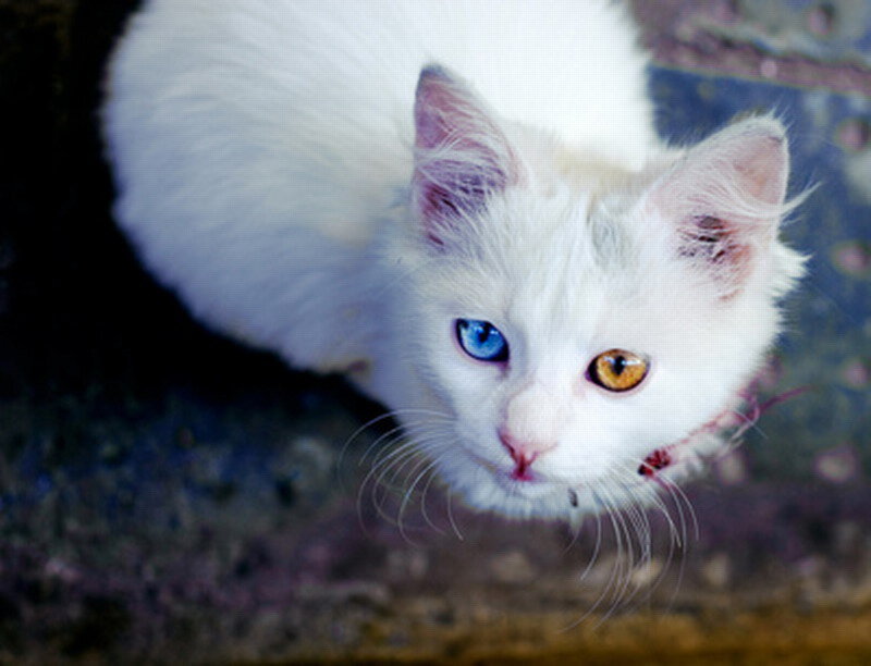 White Cat with Odd Eyes — Curious