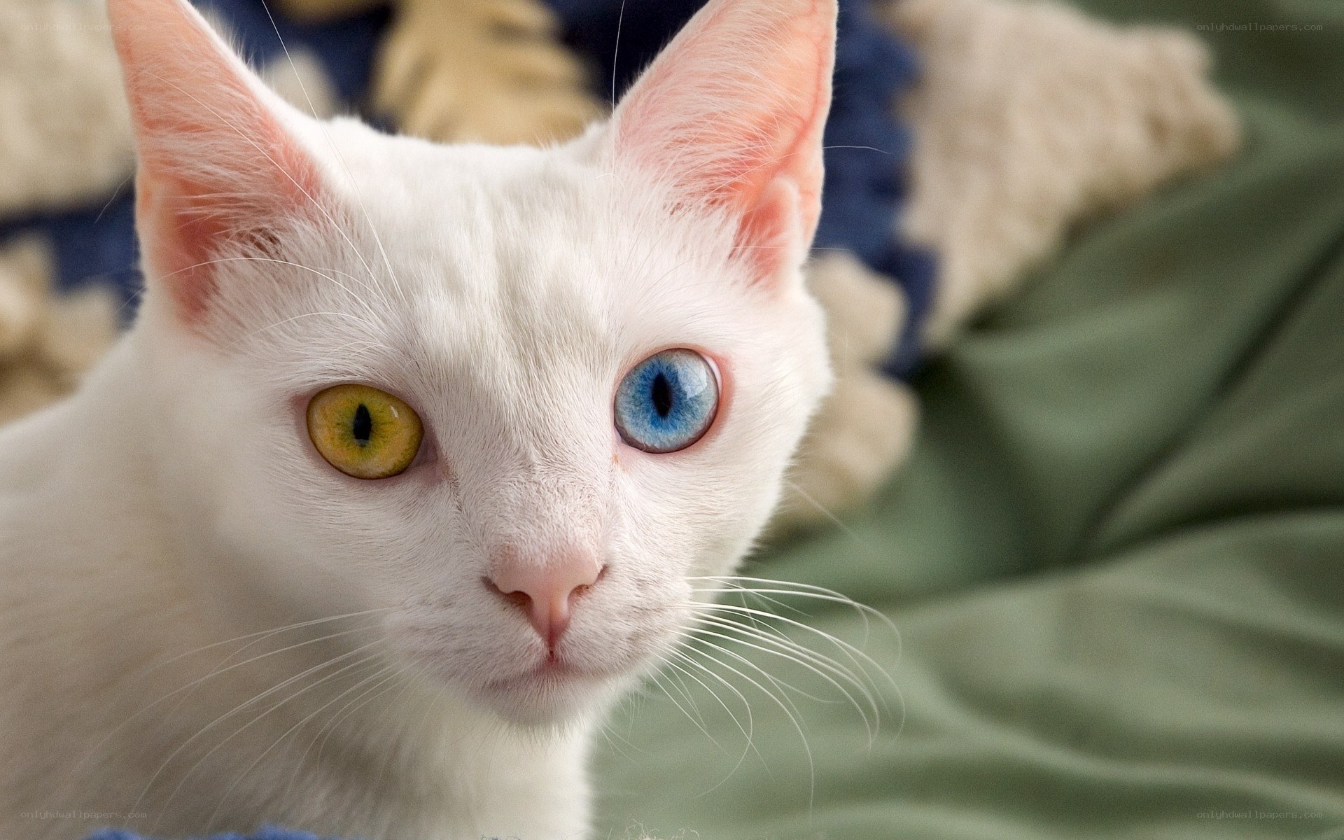 white cat with odd eyes