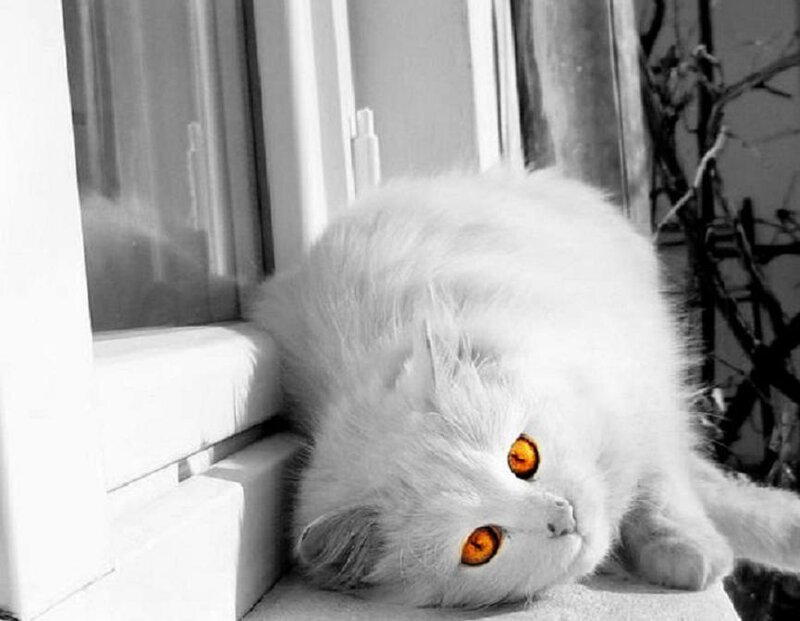 White Cat with Orange Eyes — Calm