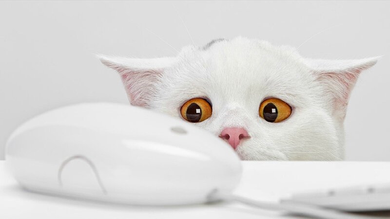 White Cat with Orange Eyes — Curious, Photograph, Computer Mouse, Desk