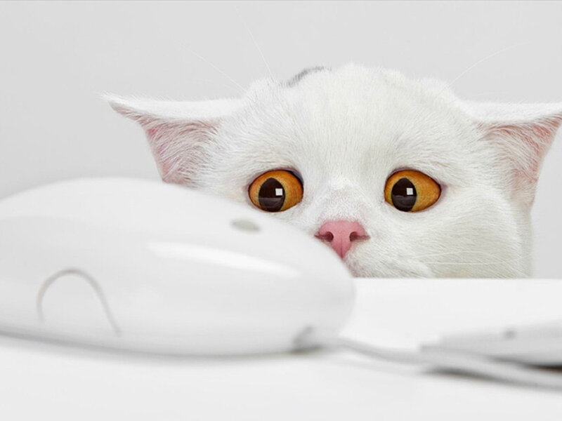White Cat with Orange Eyes — Curious, Photograph