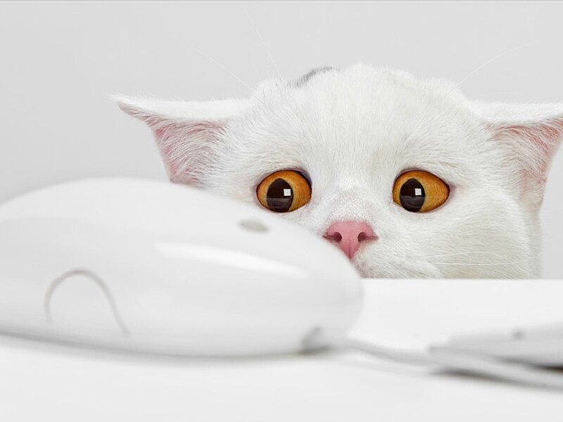 White Cat with Orange Eyes — Desk