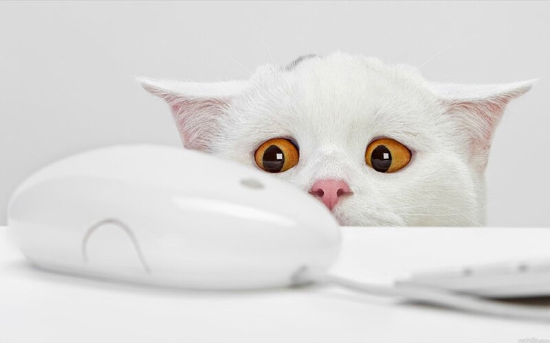 White Cat with Orange Eyes — Photograph, Computer Mouse