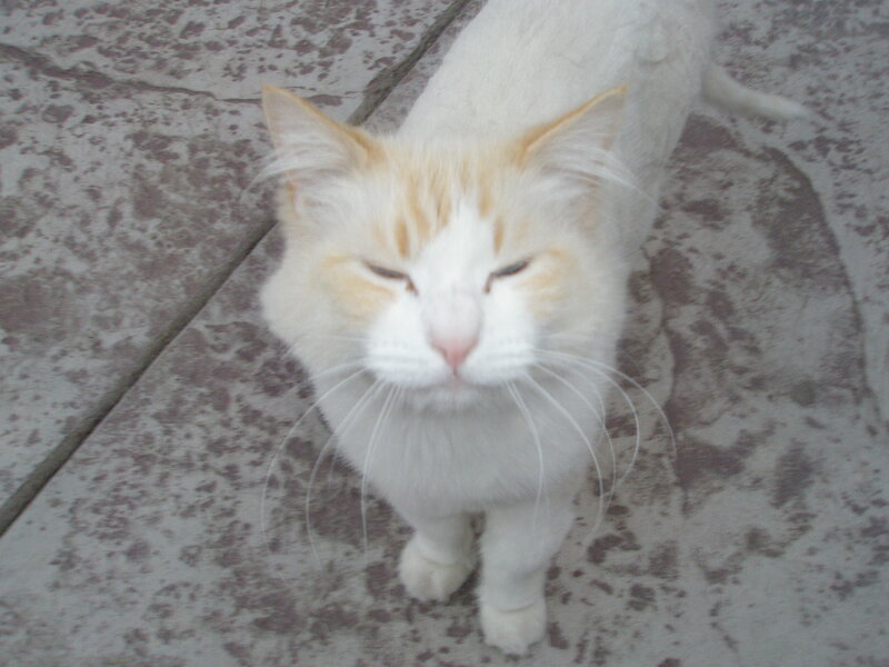 white cat with orange markings