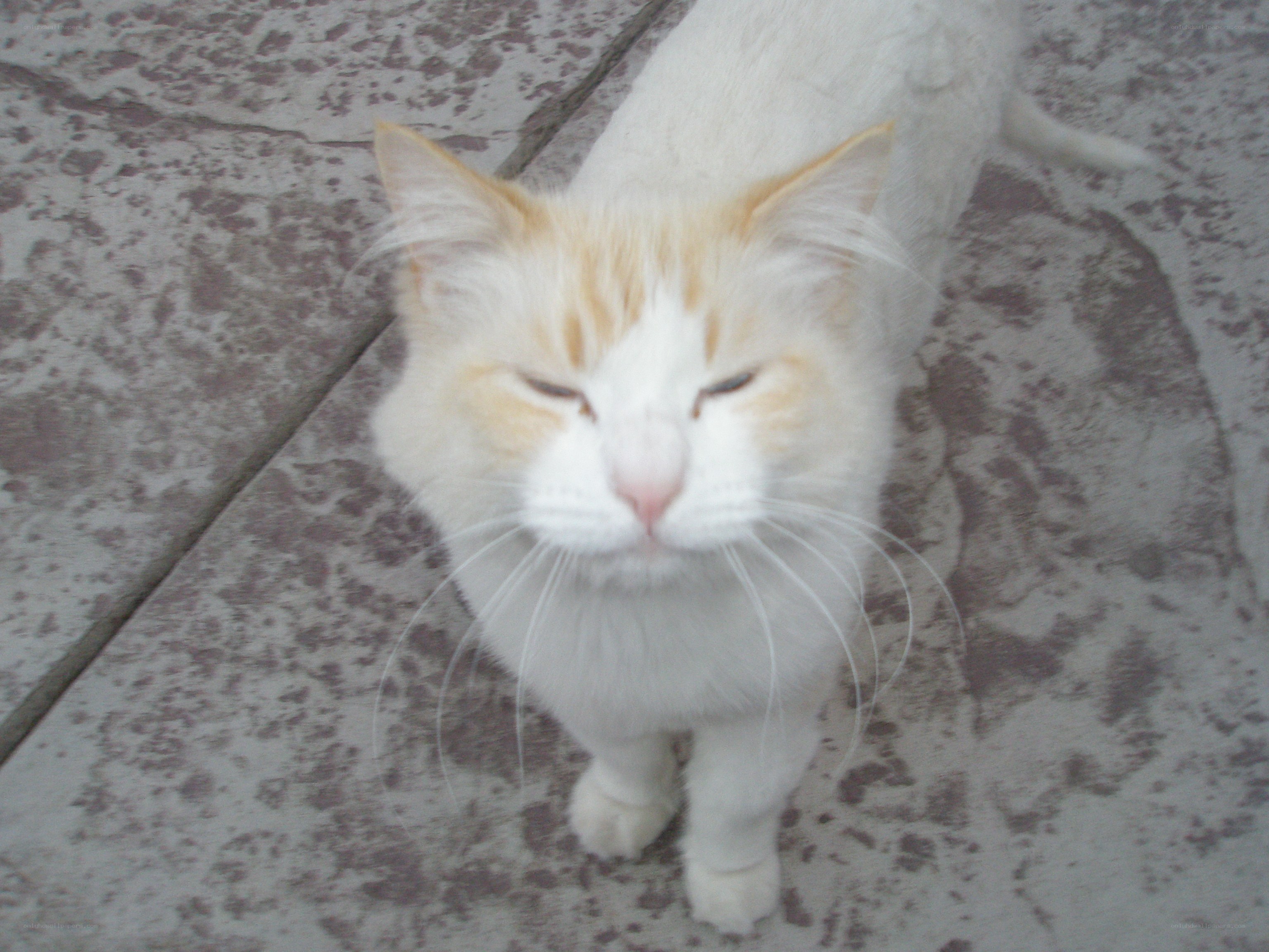 white cat with orange markings