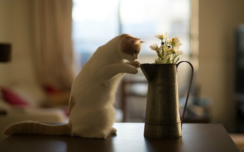 White Cat with Orange Patches — Calm, Afternoon