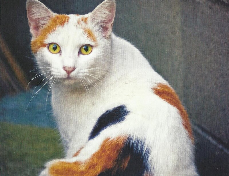 White Cat with Orange Patches — Calm