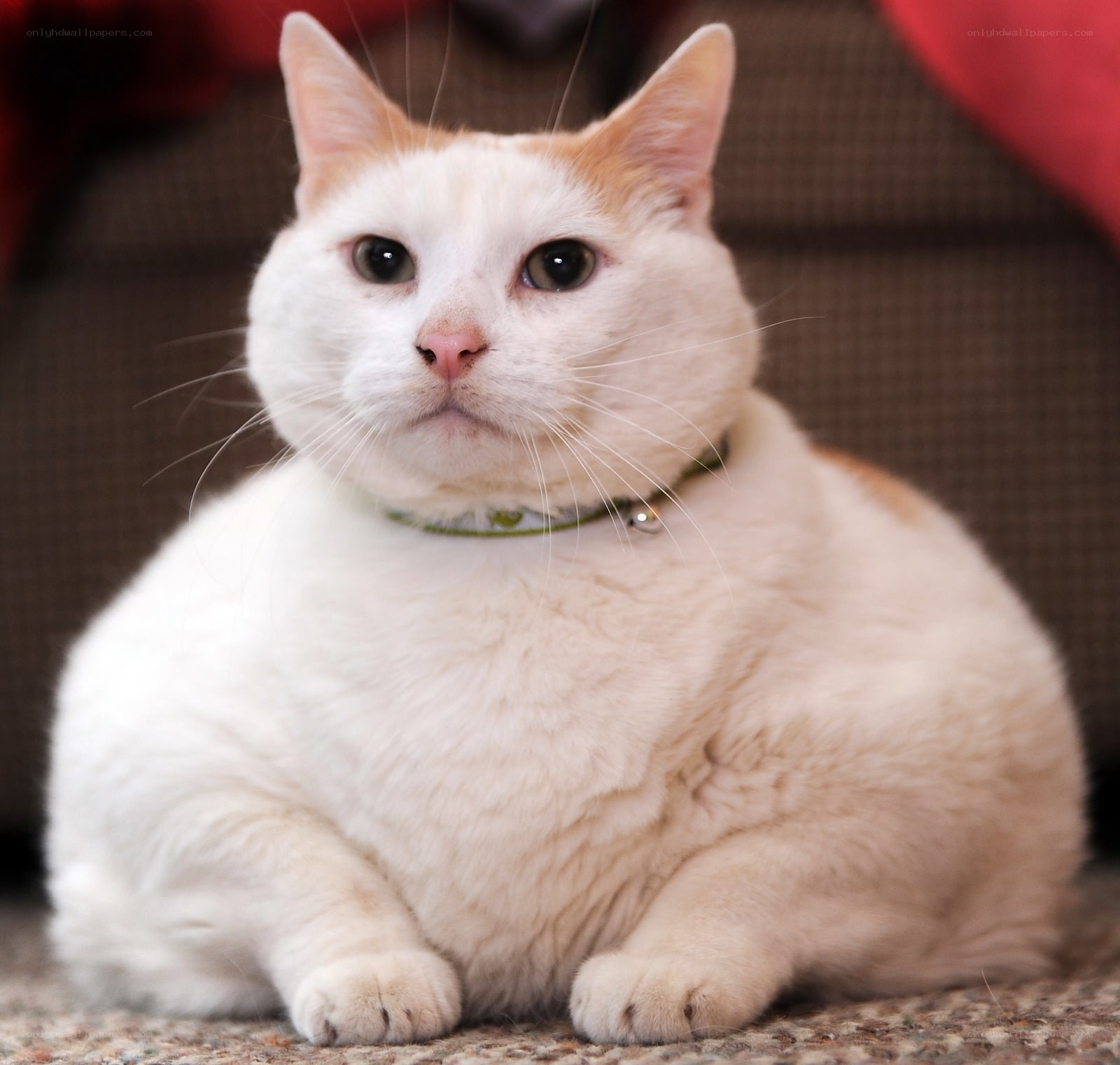 white cat with orange patches