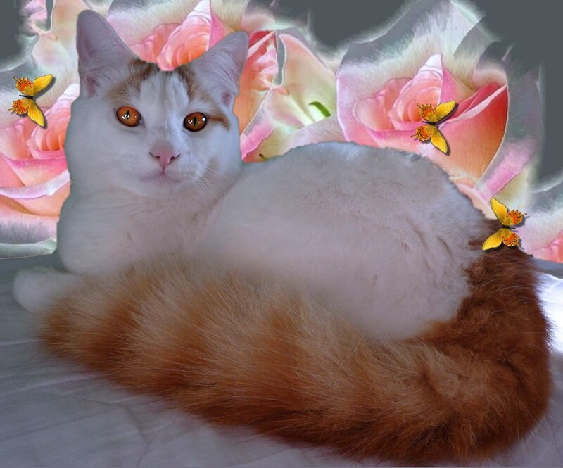 White Cat with Orange Tail