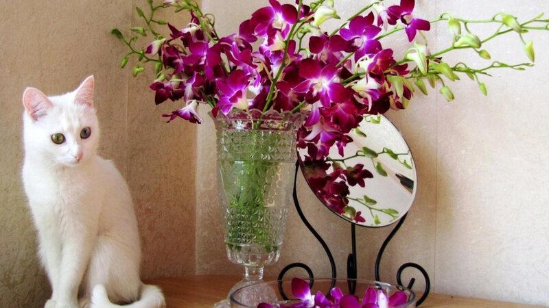 White Cat with Orchids — Calm