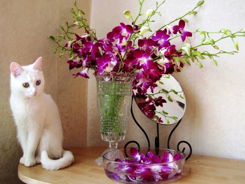 White Cat with Orchids — Purple