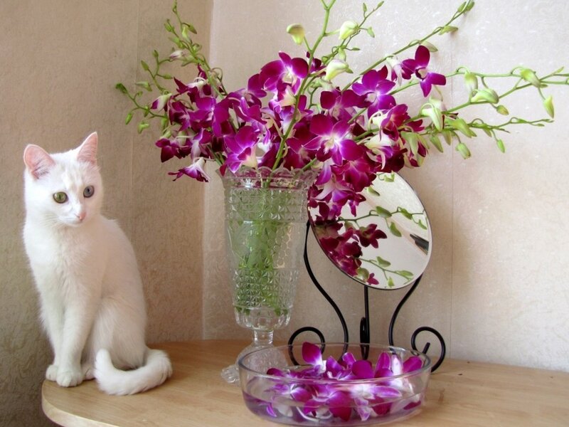 White Cat with Orchids