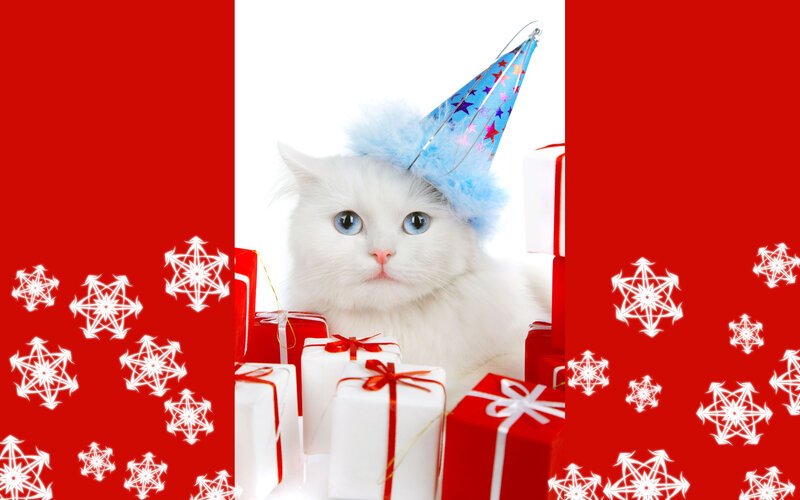 White Cat with Party Hat