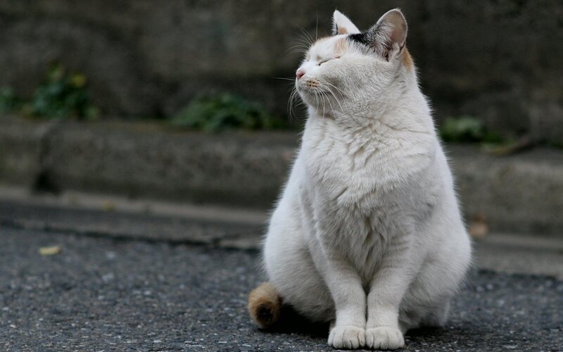 White Cat with Patches
