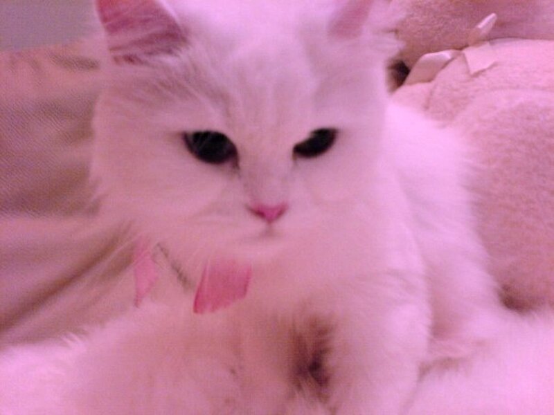 White Cat with Pink Bow — Calm
