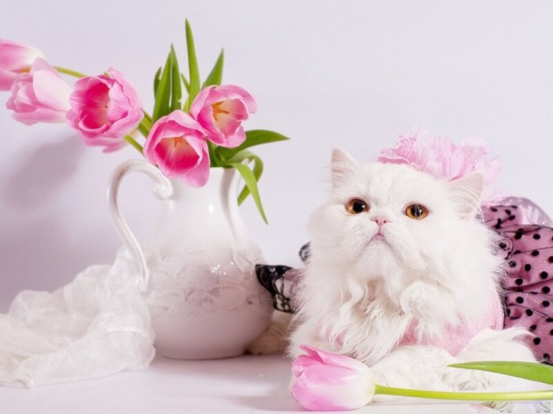 White Cat with Pink Flowers — Serene