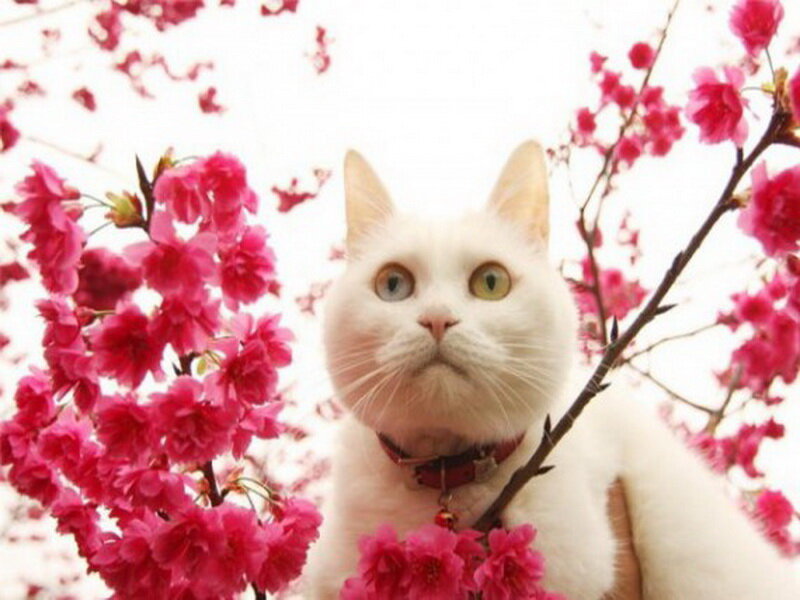 White Cat with Pink Flowers