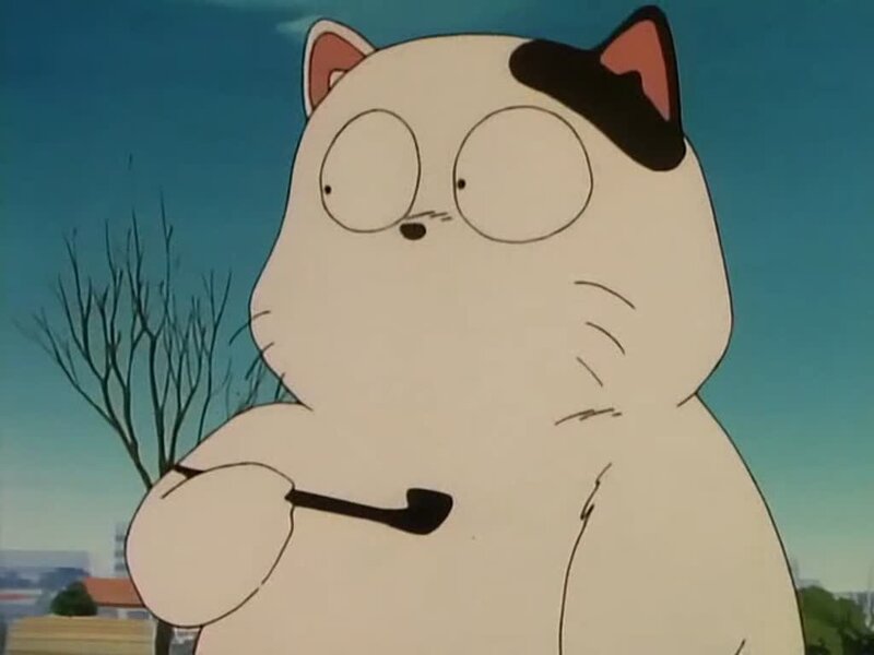 white cat with pipe