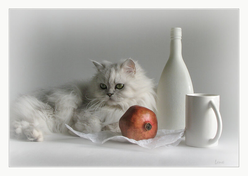 White cat with pomegranate
