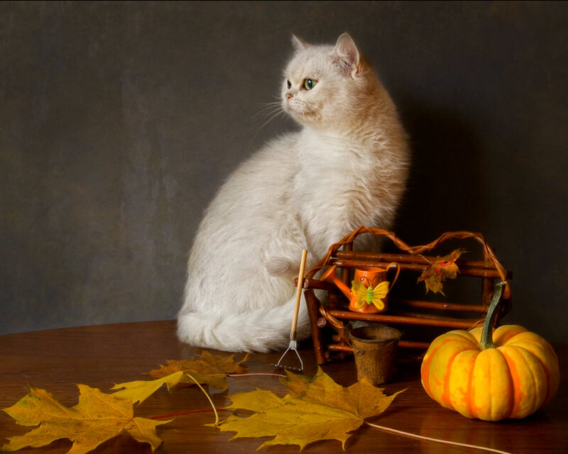 White Cat with Pumpkin