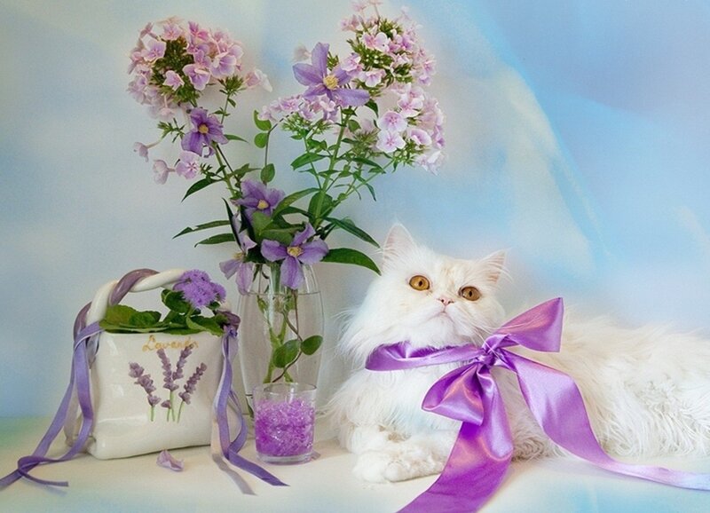 White Cat with Purple Bow — Serene, Photograph