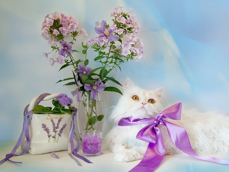 White Cat with Purple Bow — Serene