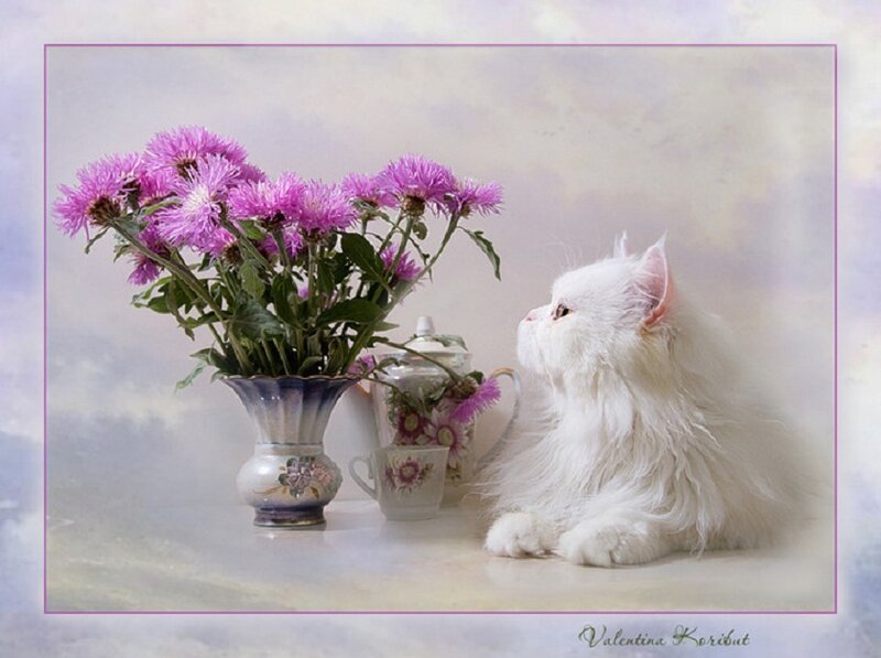 White cat with purple flowers