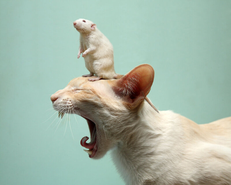 White Cat with Rat