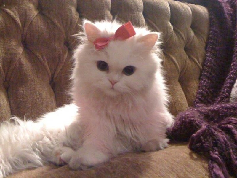 White Cat with Red Bow — Calm