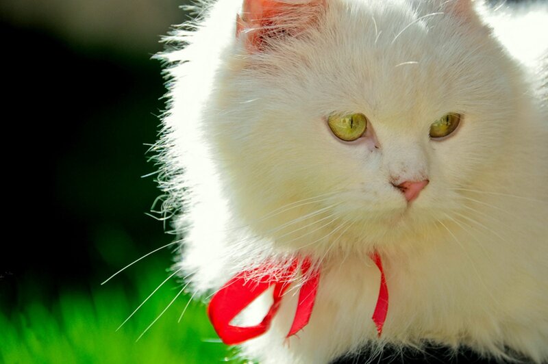 White Cat with Red Bow