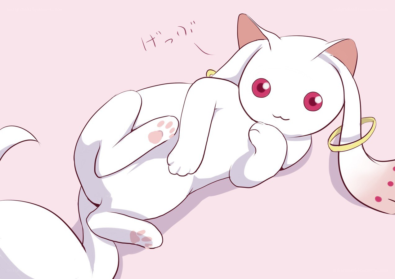 white cat with red eyes