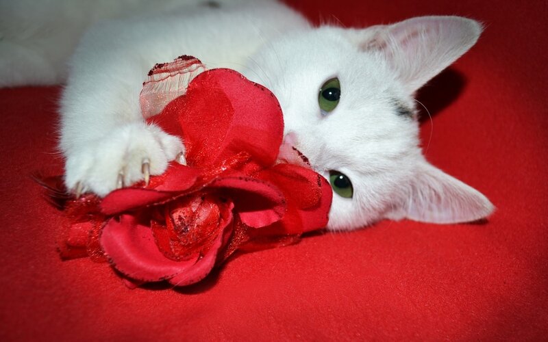 White Cat with Red Flower