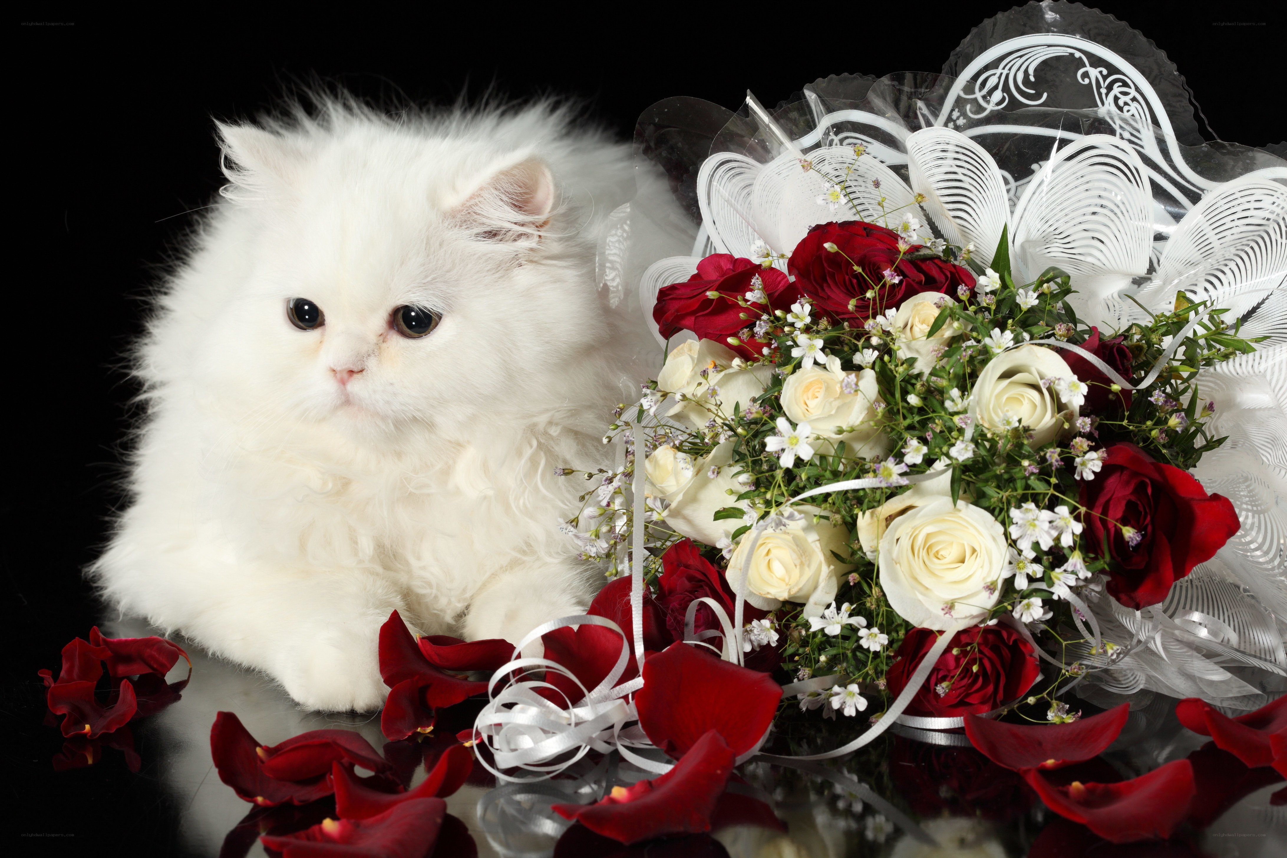 White cat with rose bouquet
