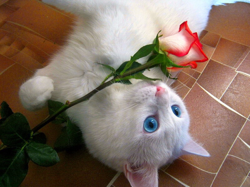 White Cat with Rose — Calm