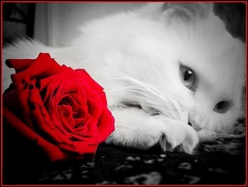 White Cat with Rose