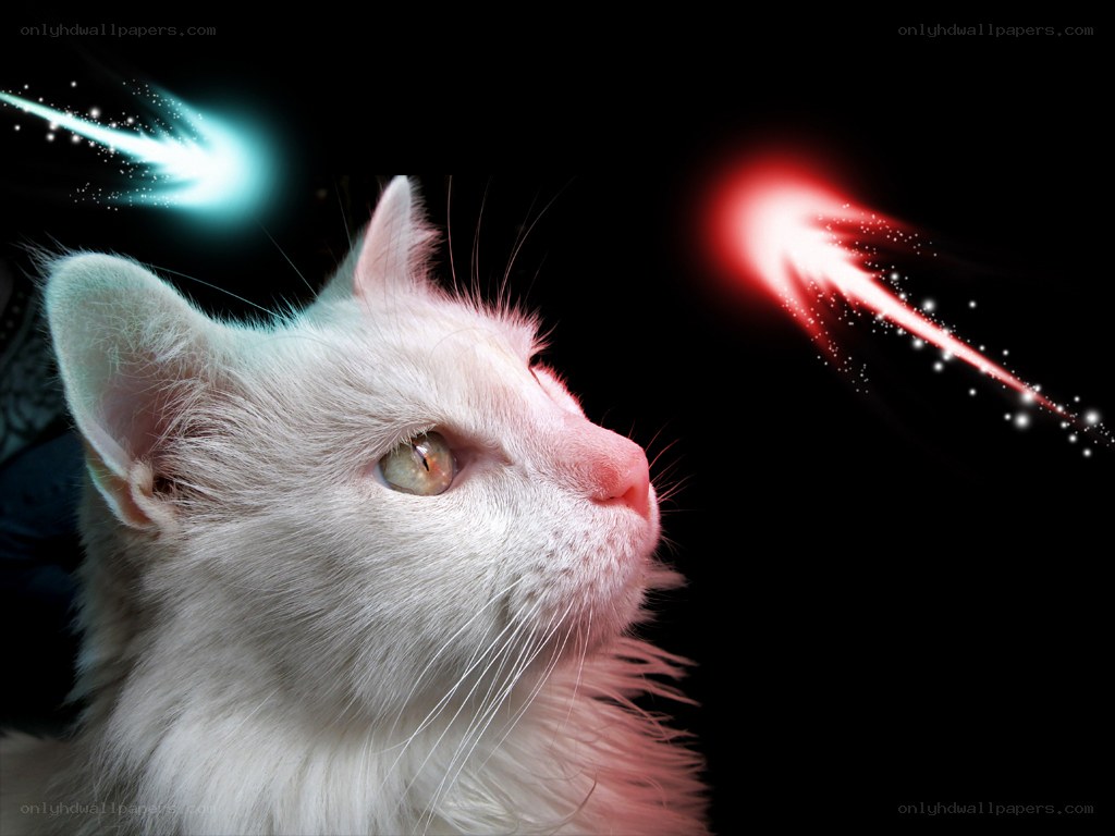 white cat with shooting stars