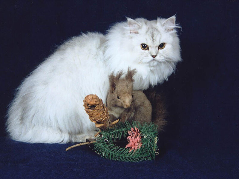 White Cat with Squirrel