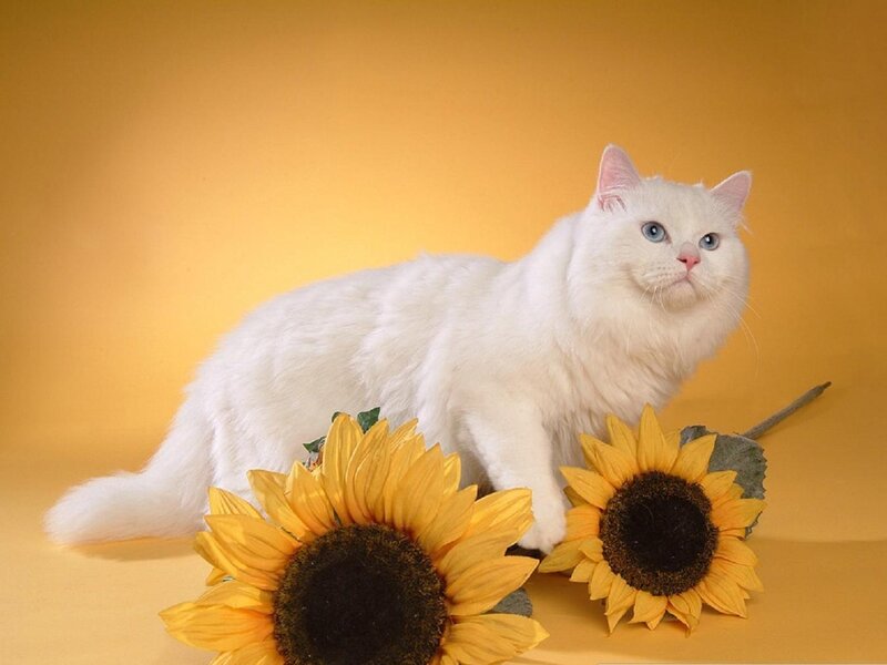 White Cat with Sunflowers