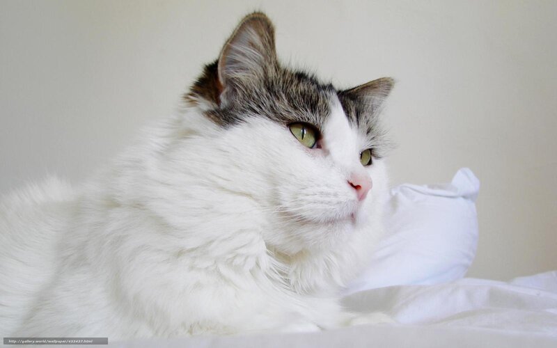 White Cat with Tabby Markings — Calm