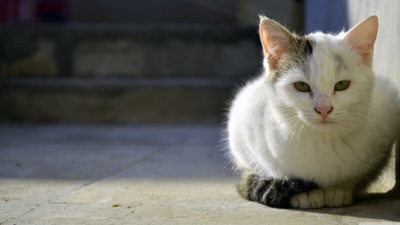 White Cat with Tabby Markings