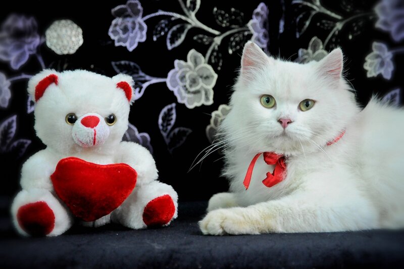 White Cat with Teddy Bear