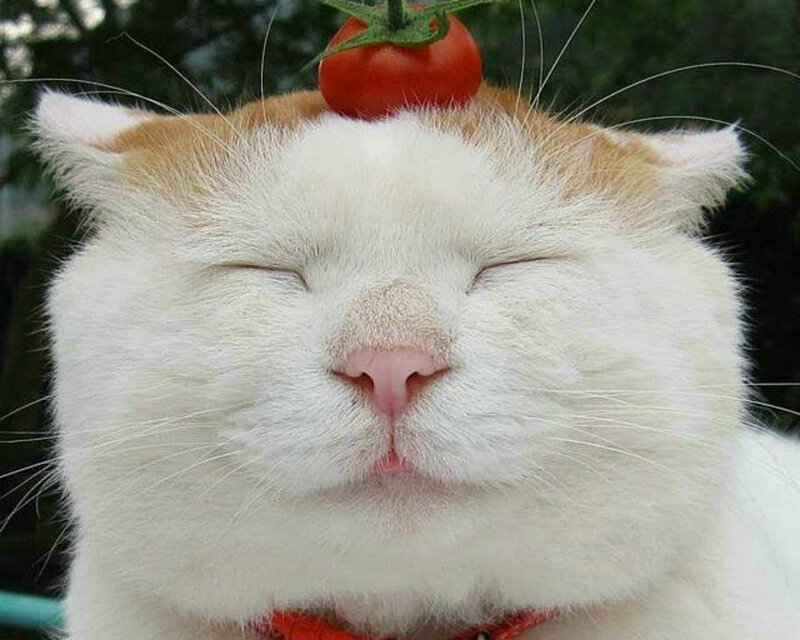 White Cat with Tomato