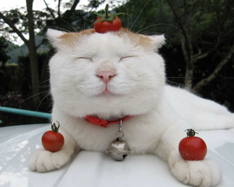 White Cat with Tomatoes