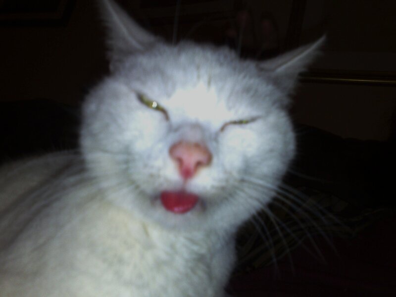 white cat with tongue out