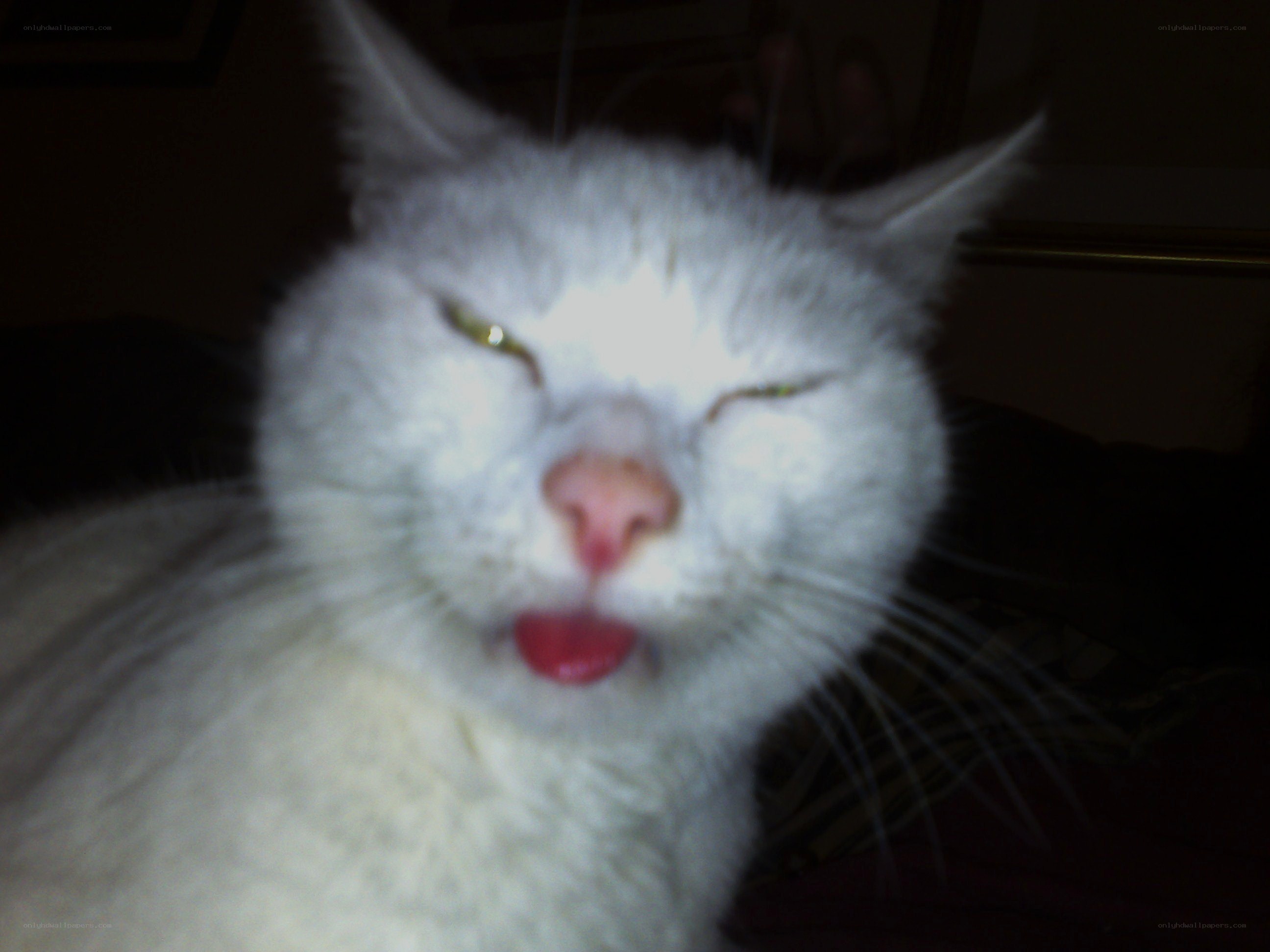 white cat with tongue out