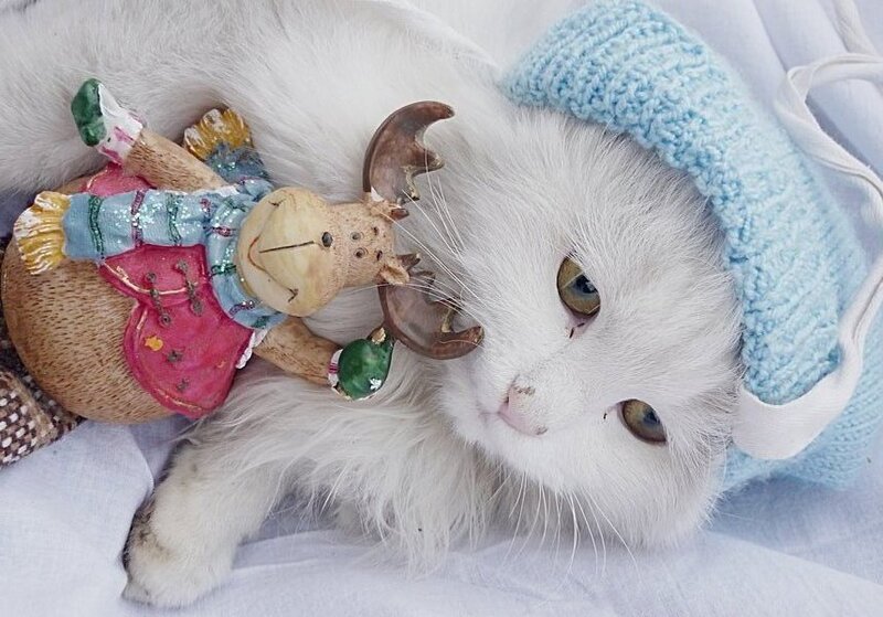 White Cat with Toy — Calm