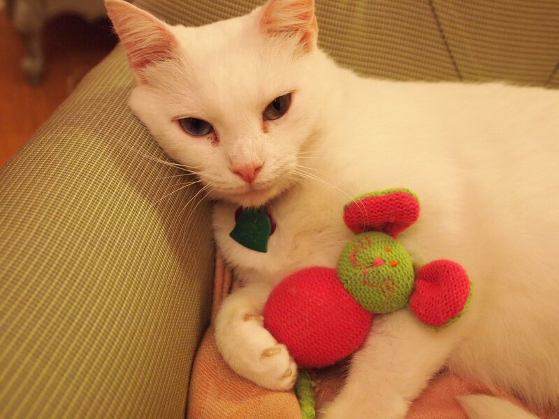 White Cat with Toy