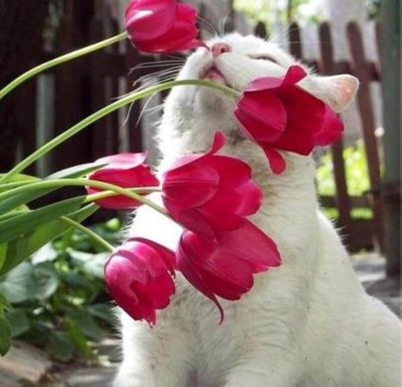 White Cat with Tulips — Calm