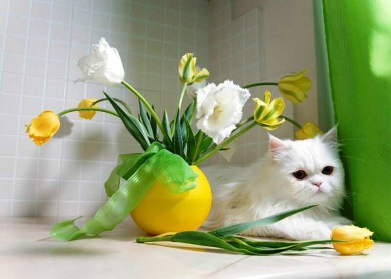 White Cat with Tulips