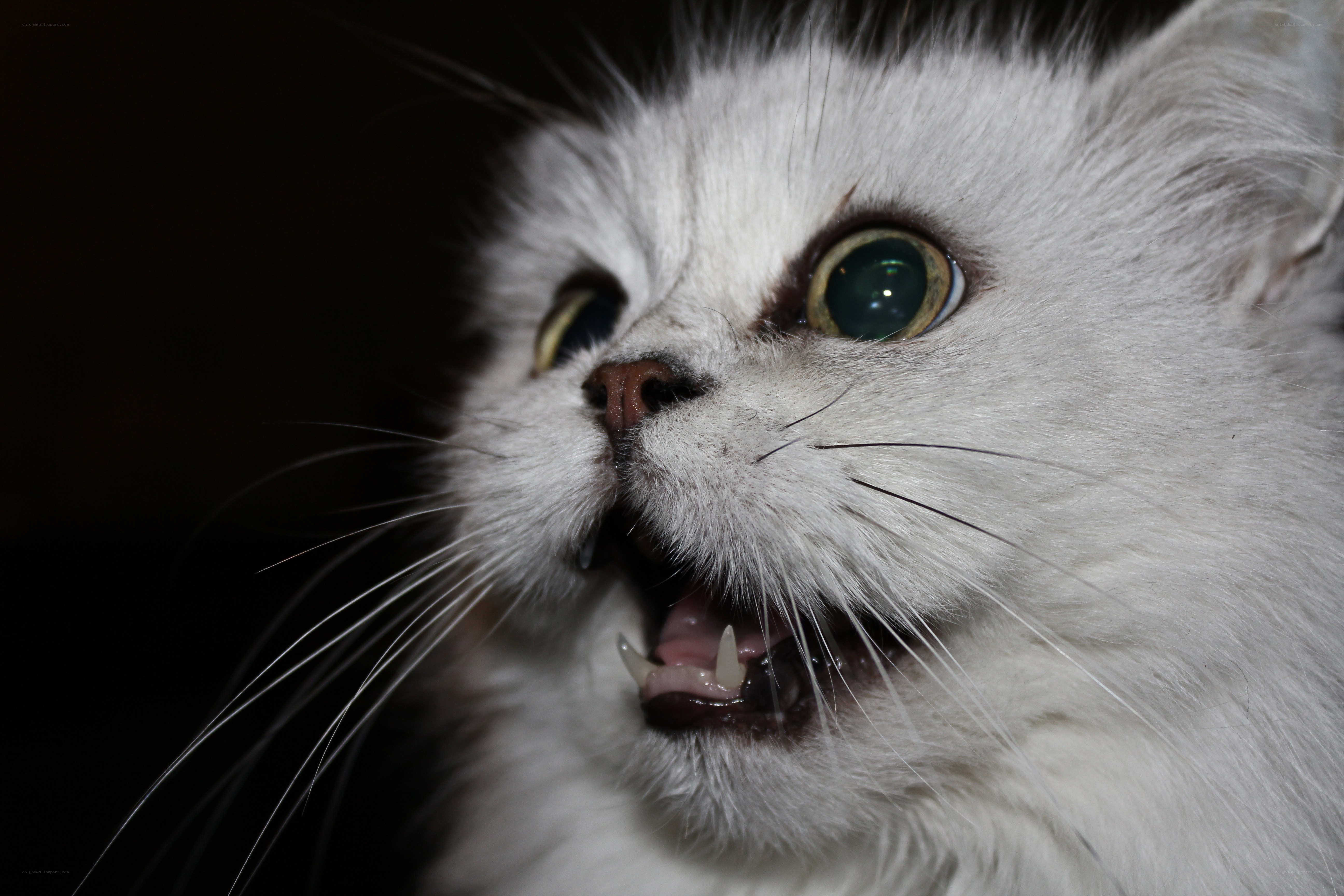 white cat with wide eyes